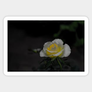 White rose blossom with bright yellow center on dark green black background Sticker